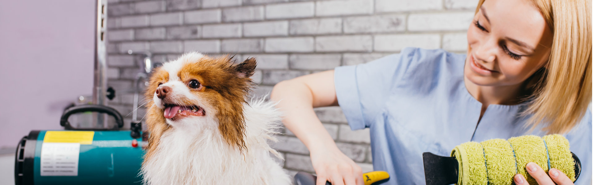 nurse cleaning the dog